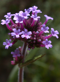 Argentinian Vervain