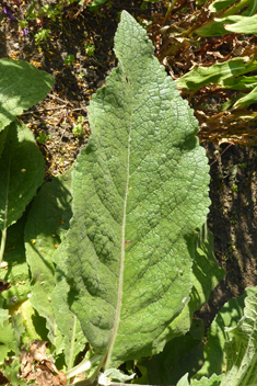 Nettle-leaved Mullein