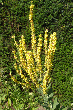 Nettle-leaved Mullein