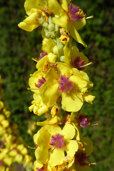 Nettle-leaved Mullein