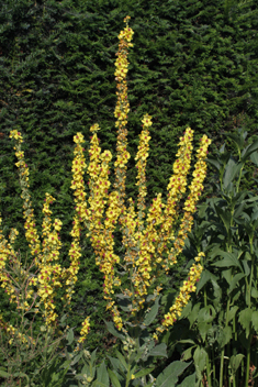 Nettle-leaved Mullein