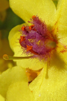 Nettle-leaved Mullein