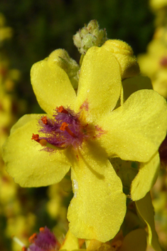 Nettle-leaved Mullein