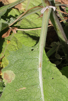 Nettle-leaved Mullein