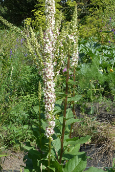 Nettle-leaved Mullein