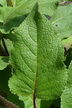 Nettle-leaved Mullein