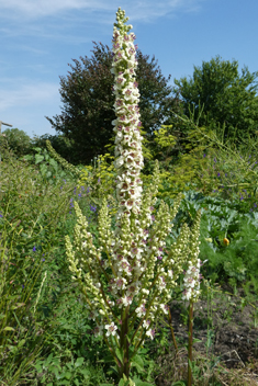 Nettle-leaved Mullein