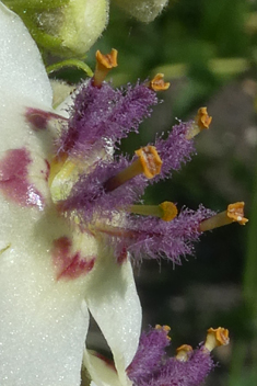 Nettle-leaved Mullein