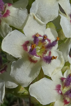 Nettle-leaved Mullein