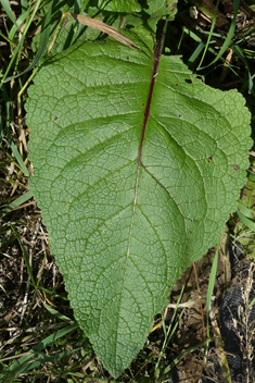 Nettle-leaved Mullein