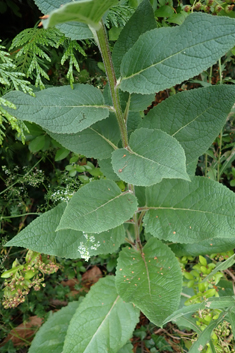 Nettle-leaved Mullein