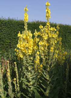 Dense-flowered Mullein