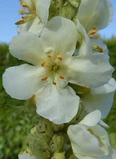 Dense-flowered Mullein