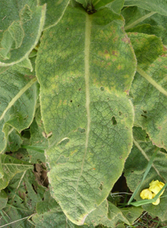 Dense-flowered Mullein