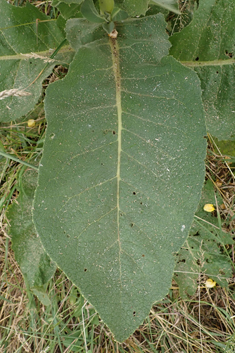 Dense-flowered Mullein