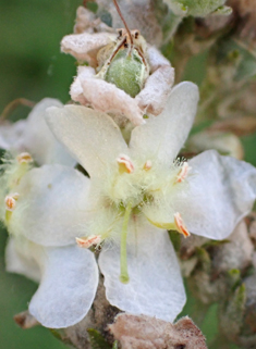 White Mullein