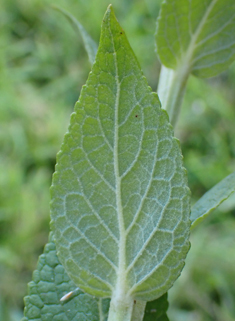 White Mullein