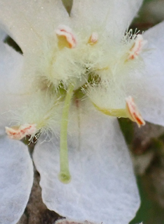 White Mullein