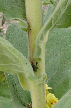 Olympic Mullein