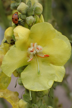 Olympic Mullein