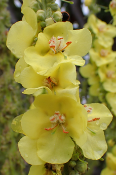 Olympic Mullein