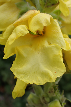 Verbascum x interjectum