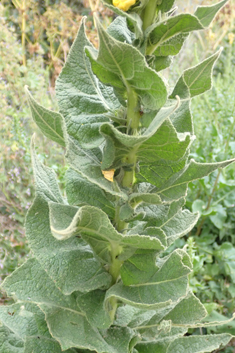 Verbascum x interjectum