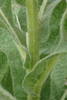Verbascum x interjectum