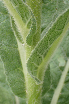 Verbascum x interjectum