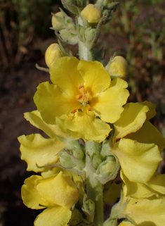 Orange Mullein