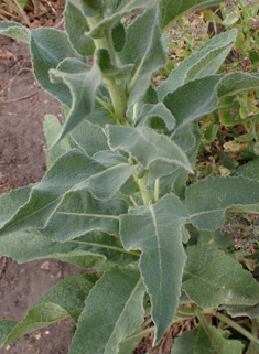 Orange Mullein