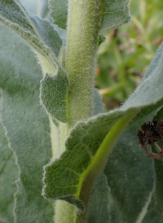 Orange Mullein