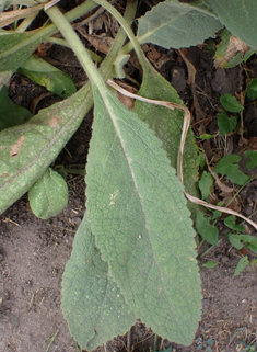 Orange Mullein