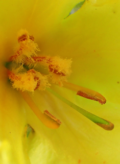 Orange Mullein