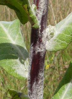 Hoary Mullein