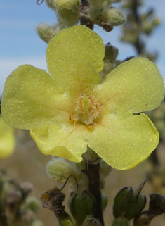 Hoary Mullein