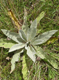 Hoary Mullein