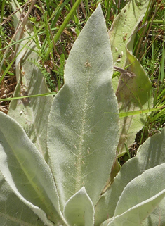 Hoary Mullein