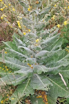 Hoary Mullein