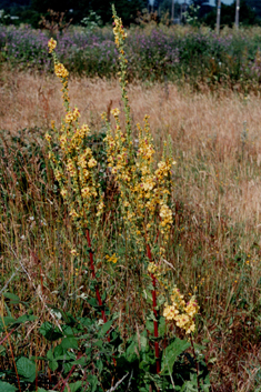 Verbascum pyramidatum x nigrum