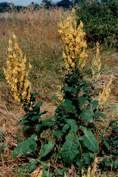 Verbascum pyramidatum x nigrum