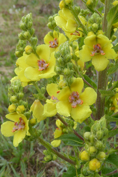 Caucasian Mullein