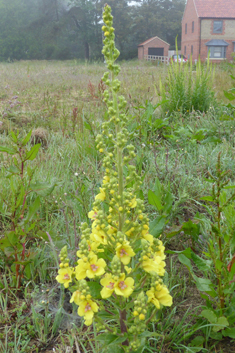 Caucasian Mullein
