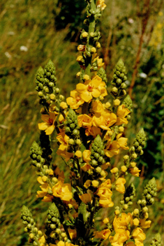 Verbascum pyramidatum x thapsus