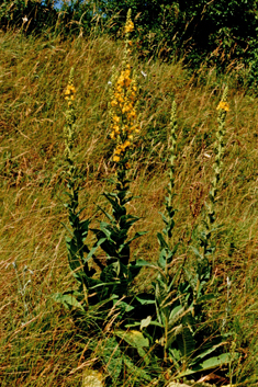 Verbascum pyramidatum x thapsus