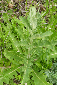 Sinuate Mullein