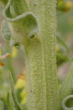 Hungarian Mullein