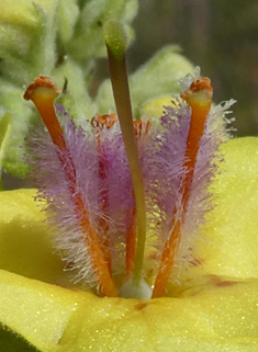 Verbascum x angulosum