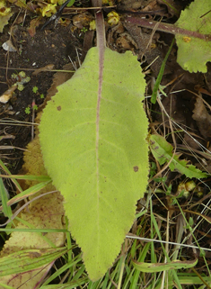 Verbascum x angulosum