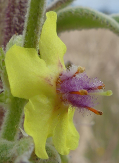 Verbascum x angulosum